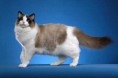RAGDOLL